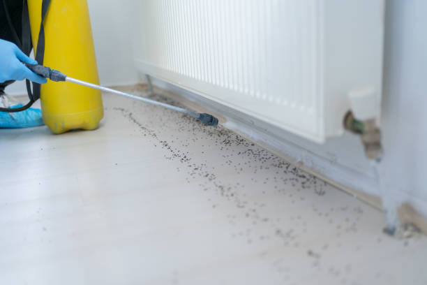 Best Affordable Pest Control Services  in Raoul, GA